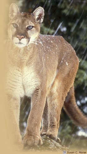 florida panther cub. Cougar carrying cub